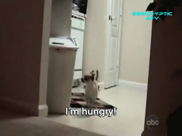 Hungry Dog GIF - Dog Hungry Dinner GIFs