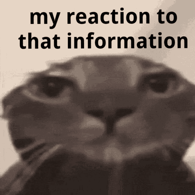 My Reaction To That Information Cat GIF - My Reaction To That Information Cat Cat Funny GIFs