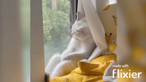 French Cat GIF - French Cat GIFs