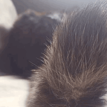 Cattail サビ猫 GIF - Cattail サビ猫 GIFs