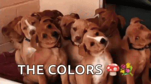 Dogs Puppies GIF - Dogs Puppies What GIFs
