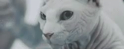 Hairless Cat Meow GIF - Hairless Cat Meow Sphynx Cat GIFs