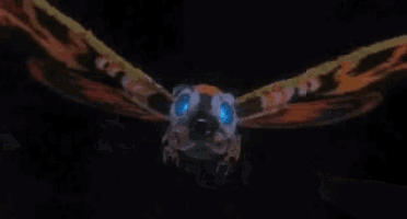 a close up of a moth with blue eyes