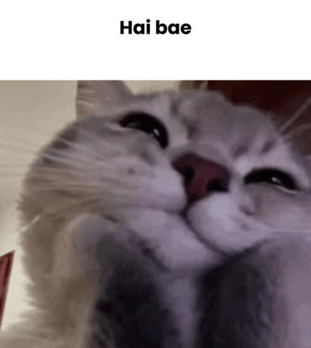 a close up of a cat 's face with the words hai bae above it