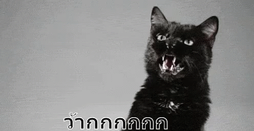 แมวดุ โกรธ โมโห อารมณ์เสีย GIF - Angry Cat Furious Cat Upset GIFs