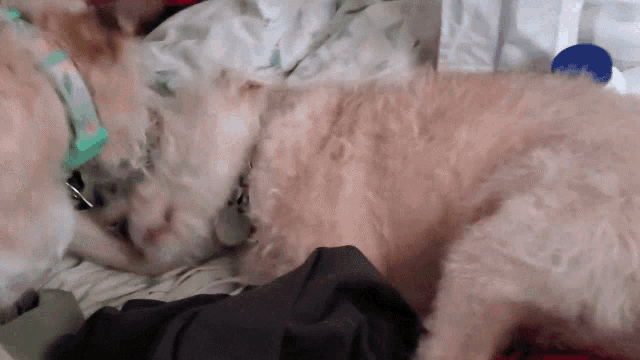two dogs are laying on a bed and one has a collar that says ' i love you ' on it