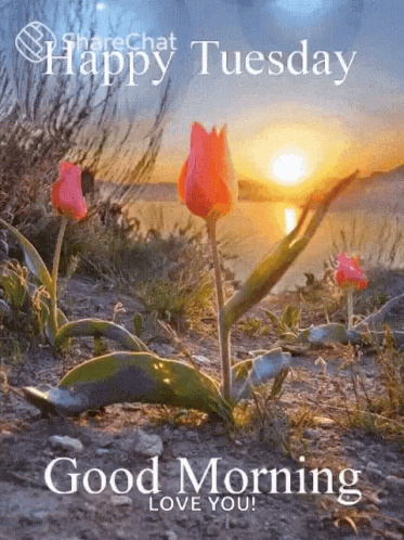 Happy Tuesday Good Morning GIF - Happy Tuesday Good Morning Share Chat GIFs