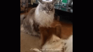 Cats Playtime GIF - Cats Playtime Dog GIFs