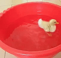 Cute Animals Duck GIF - Cute Animals Duck Swim GIFs