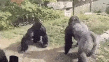 a couple of gorillas are standing next to each other on a dirt road .