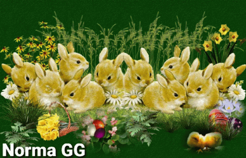 Conejos Rabbit GIF - Conejos Rabbit Bunny GIFs