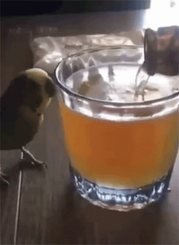 Bird Beer GIF - Bird Beer GIFs