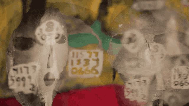 a close up of a skull with numbers written on it