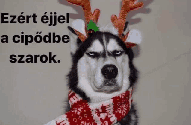 a husky dog wearing reindeer antlers and a scarf looks angry