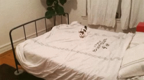 Cats Play GIF - Cats Play Catch GIFs