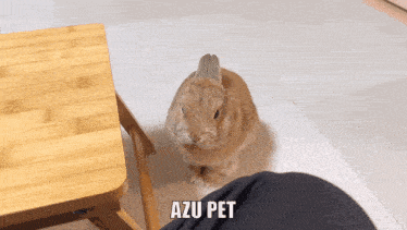 a small brown rabbit is sitting on a person 's lap and the word azu pet is written below it