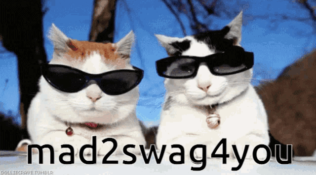 two cats wearing sunglasses and the words mad2swag4you behind them