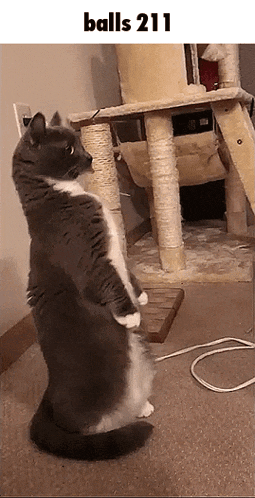 a cat is standing on its hind legs in front of a cat scratching post