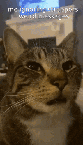 a close up of a cat with the words me ignoring strappers weird messages