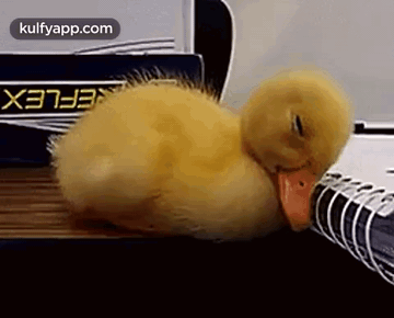 Sleeping Ducky.Gif GIF - Sleeping Ducky Anim-night Duck GIFs