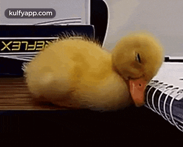 a baby duck is sleeping on a notebook on a table .