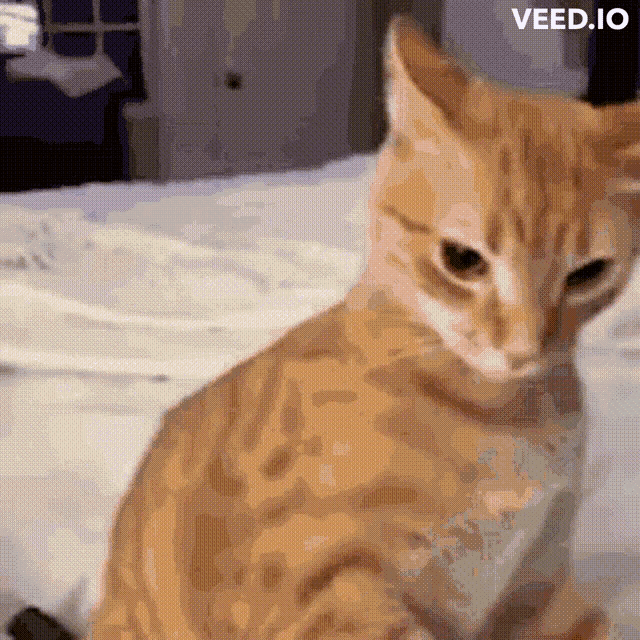 an orange and white cat is sitting on a bed with the website veed.io visible in the corner