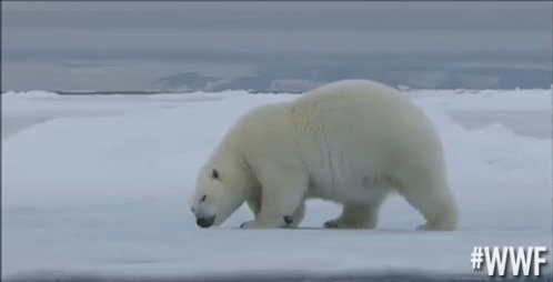 Grumpy Polar Bear GIF - Worldwildlifefund Wwf Grumpy GIFs