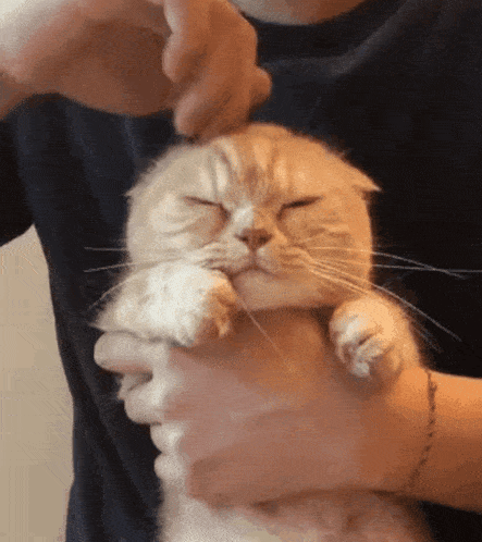 a person is holding a cat in their hands with its eyes closed