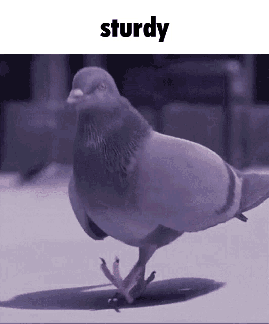 Sturdy Pigeon Sturdy GIF