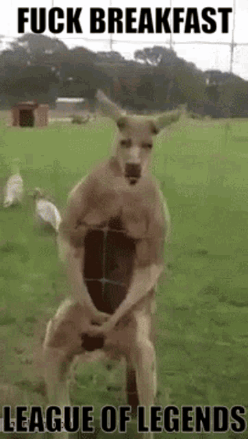 a kangaroo is standing in a grassy field with the words " fuck breakfast league of legends " below it