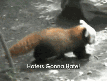 a red panda says haters gonna hate while walking on the ground