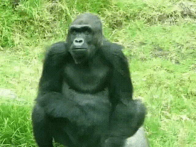 Gorila Gorilla GIF - Gorila Gorilla Tongue GIFs