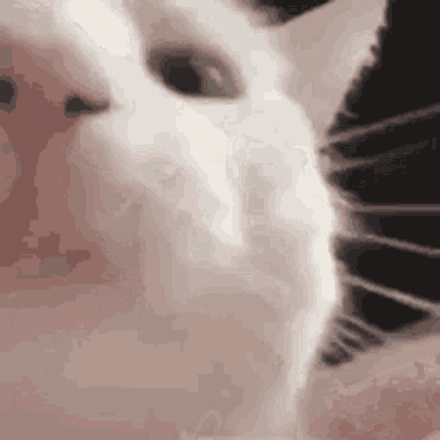Cat Head GIF - Cat Head Shake GIFs