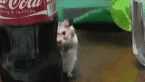 Hamster Stalker GIF - Hamster Stalker Stare GIFs