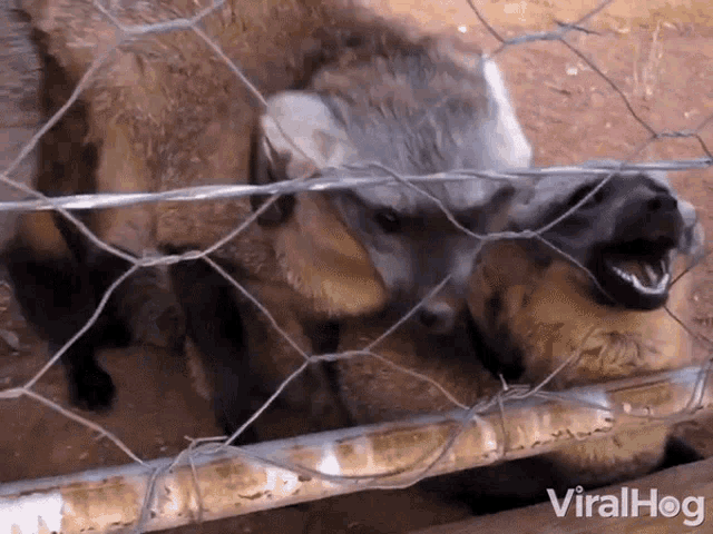 Growling Viralhog GIF - Growling Viralhog Bat Eared Fox GIFs