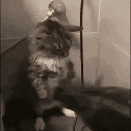 a cat is standing on its hind legs in a room with a hose attached to its head .
