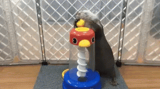 Otter Play Time GIF - Otter Play Time Genius GIFs