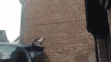 a cat is jumping off the back of a car