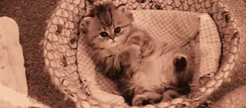 Just Go To Sleep Cat GIF - Just Go To Sleep Cat Kitten GIFs