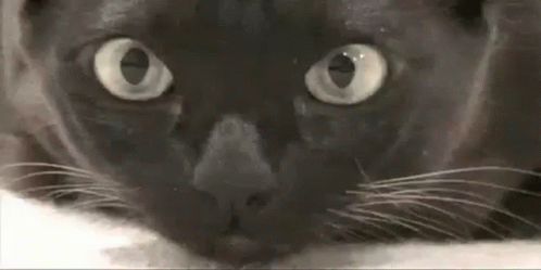 Cat Black Cat GIF - Cat Black Cat Looking GIFs