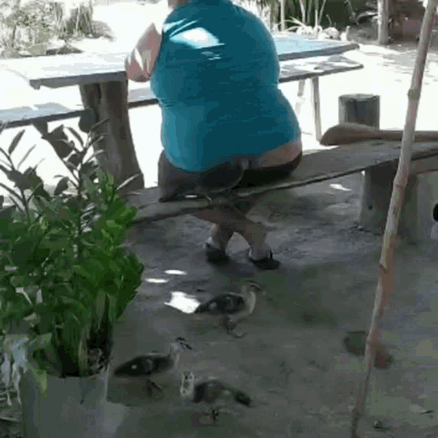 a woman in a blue shirt is sitting on a bench with ducks .