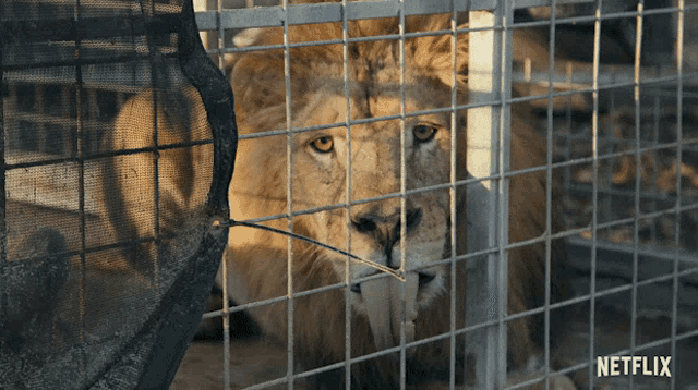 Tongue Out Lion GIF - Tongue Out Lion Tiger King GIFs