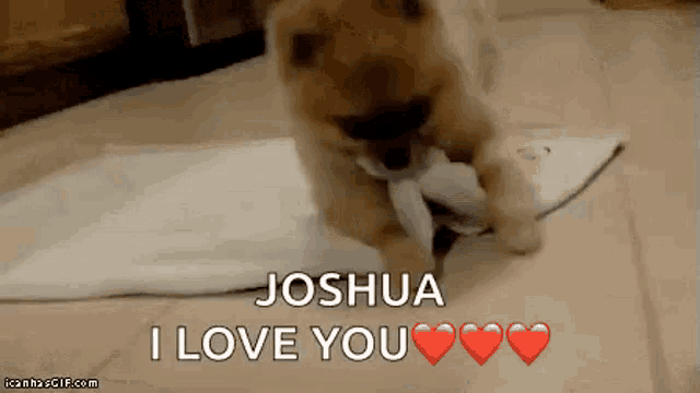 a pomeranian puppy is playing with a piece of paper and says joshua i love you .