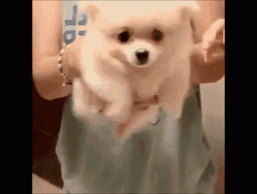 a woman is holding a small white dog in her hands .
