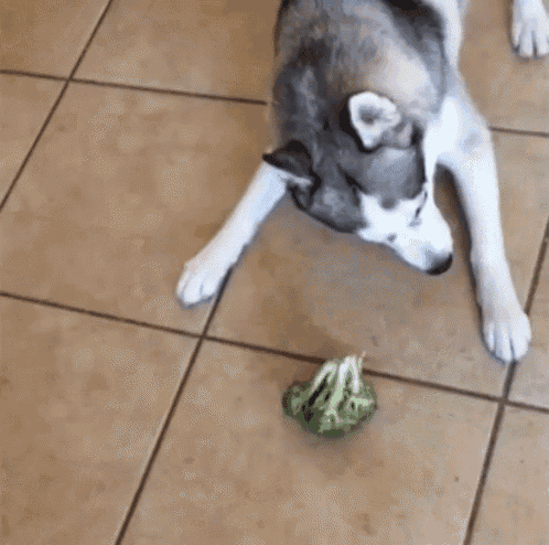 Dog Broccoli GIF - Dog Broccoli Husky GIFs