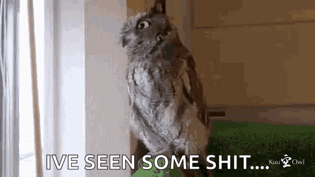 Owl Bird GIF - Owl Bird Big Eye GIFs
