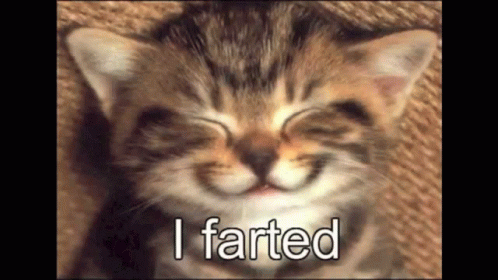 Cat Farted GIF - Cat Farted GIFs