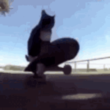 Cat Spin GIF - Cat Spin Skateboard GIFs