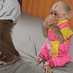 a baby monkey is sitting on a bed and covering its mouth .