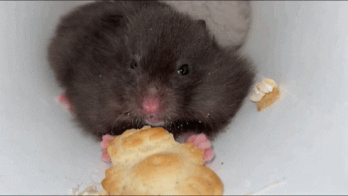 Hamster Snack GIF - Hamster Snack Cute GIFs